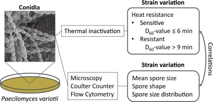 Heat-Resistant Spores in microwave