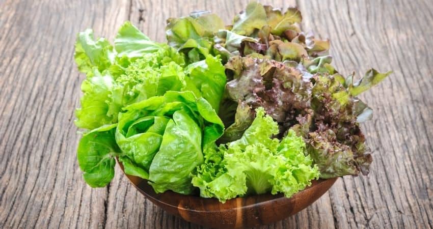 Lettuce softening for Wraps by microwaving