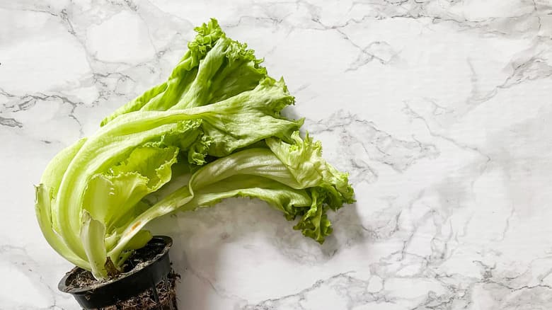 wilting lettuce due to microwave